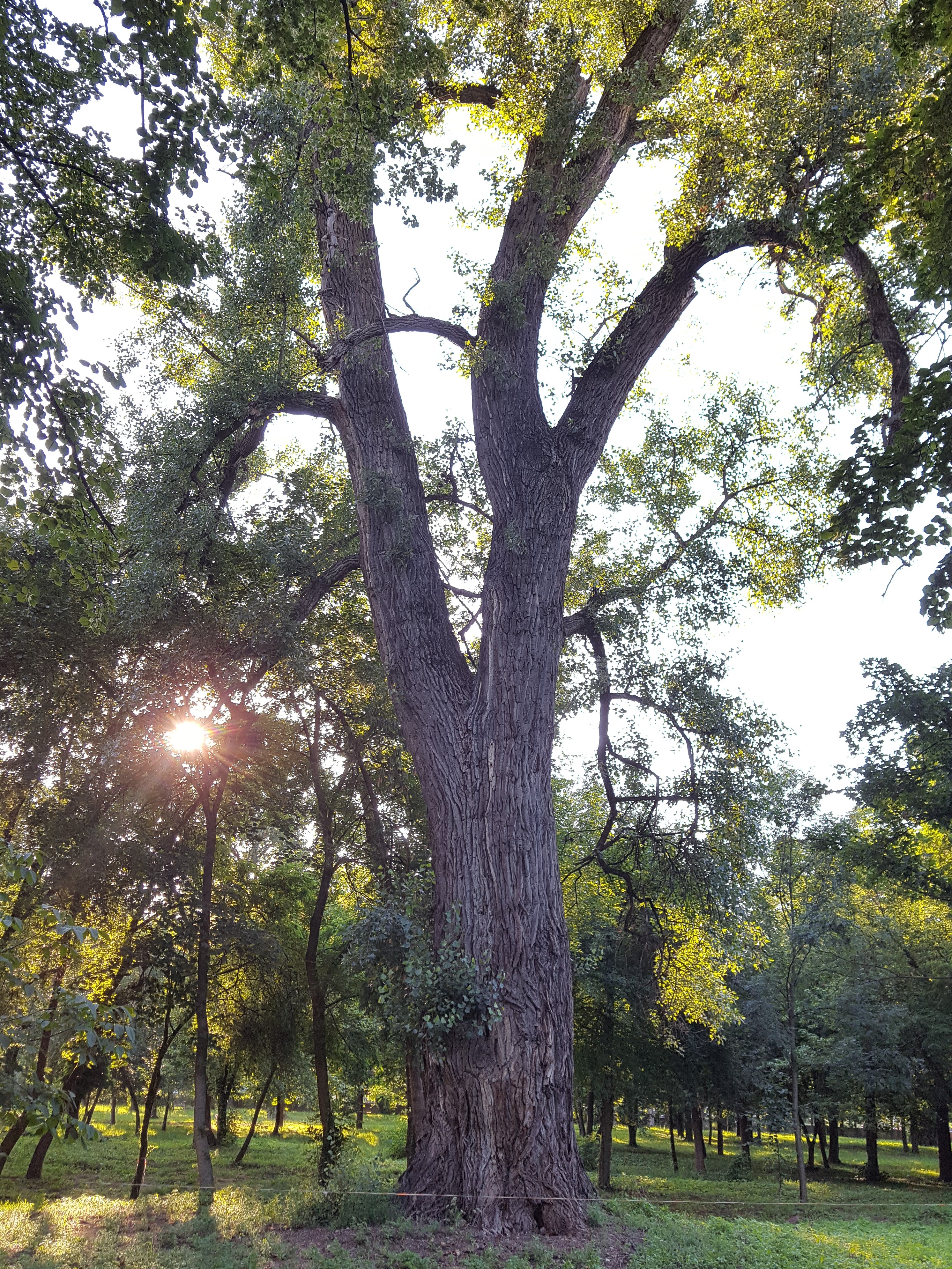 Valorizarea arborilor bătrâni din parcurile UBB din Municipiul Cluj-Napoca – Informare, educare și conștientizare a publicului